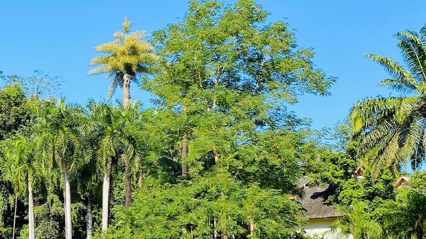 Exp1_tropical-botanical-garden.jpg