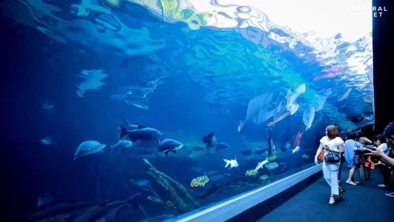 Angsana Villas Resort Activities Aquaria Phuket