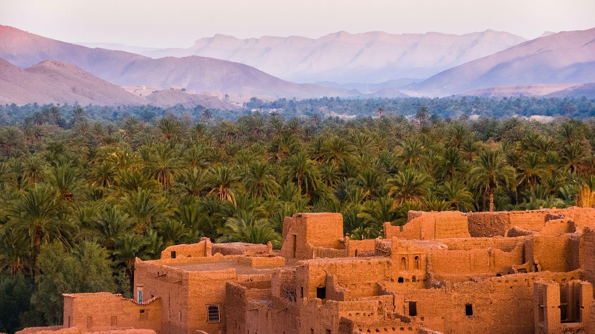 morocco palms