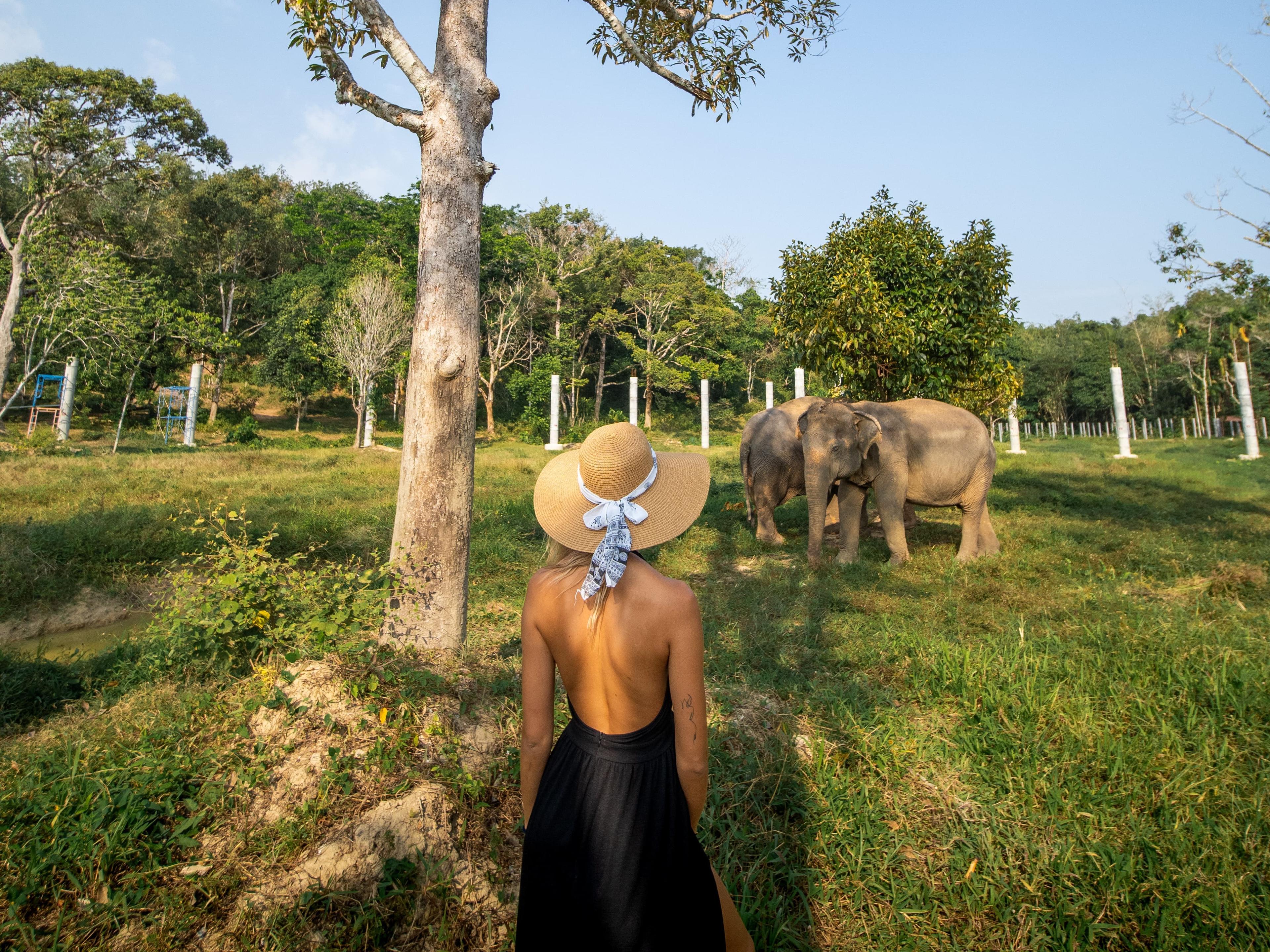 Meet gentle giants