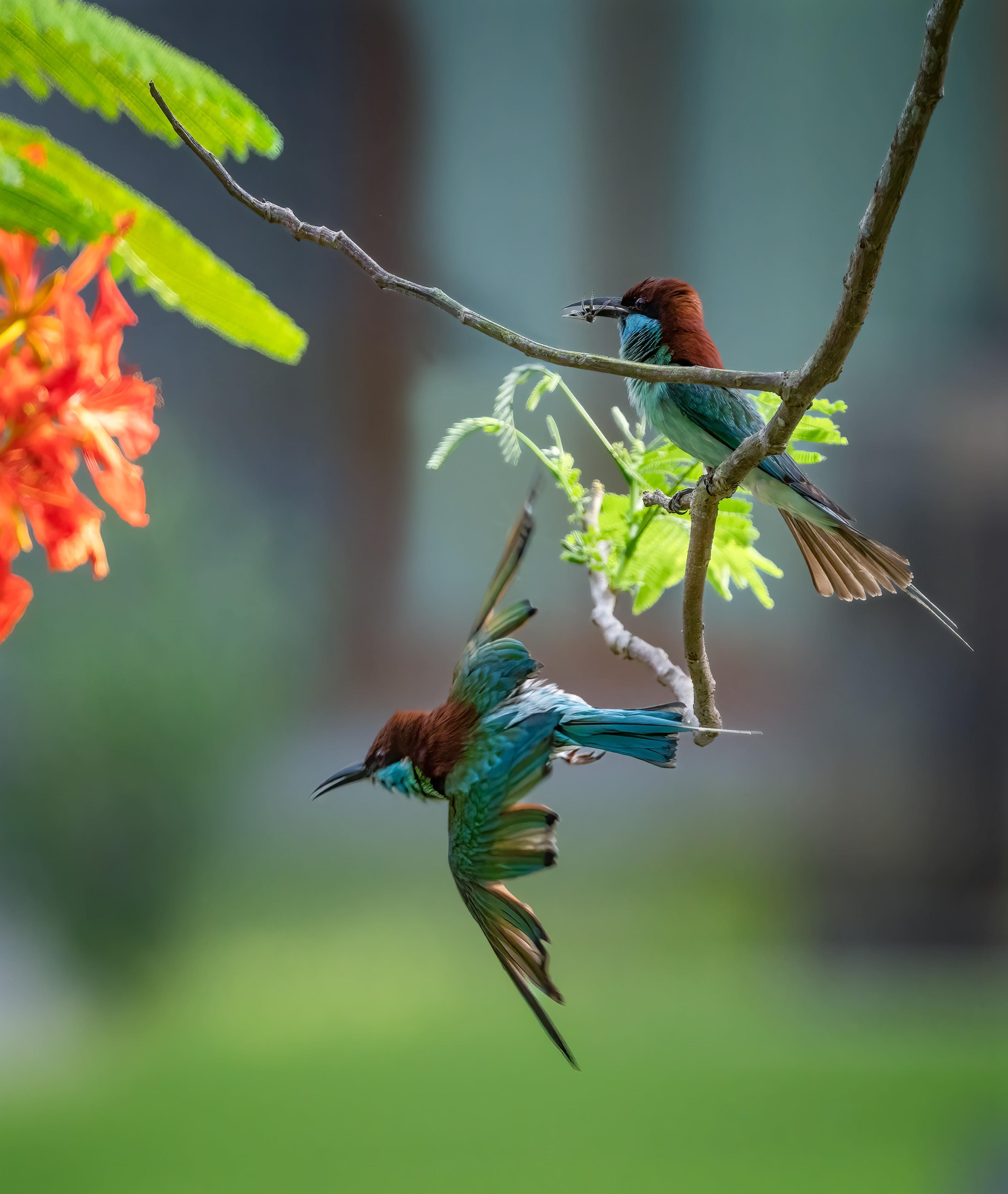 BLUE-THROATED BEE-EATER