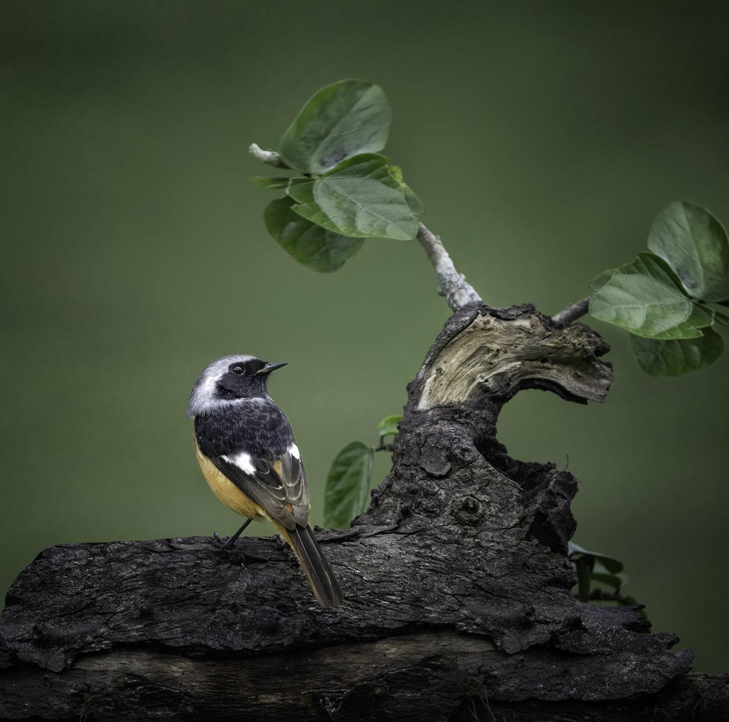 DAURIAN REDSTART