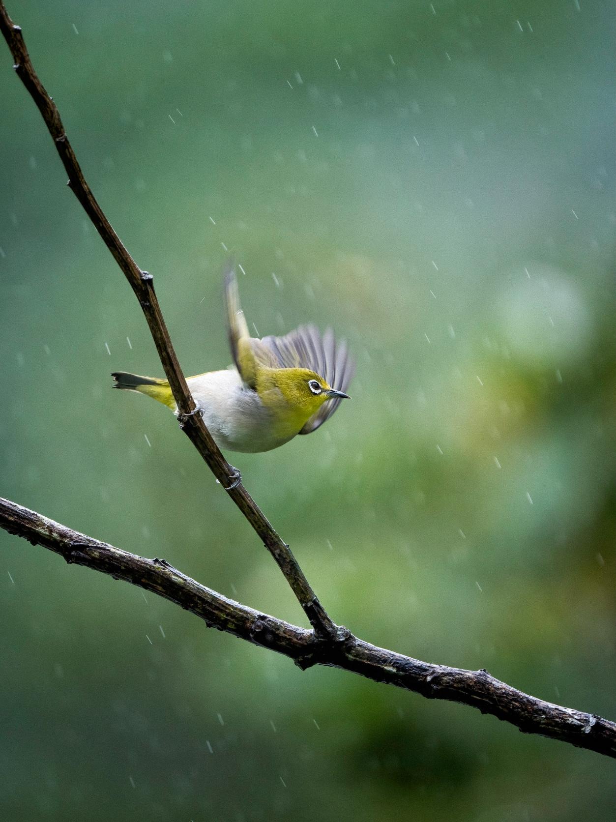 INDIAN (ORIENTAL) WHITE-EYE