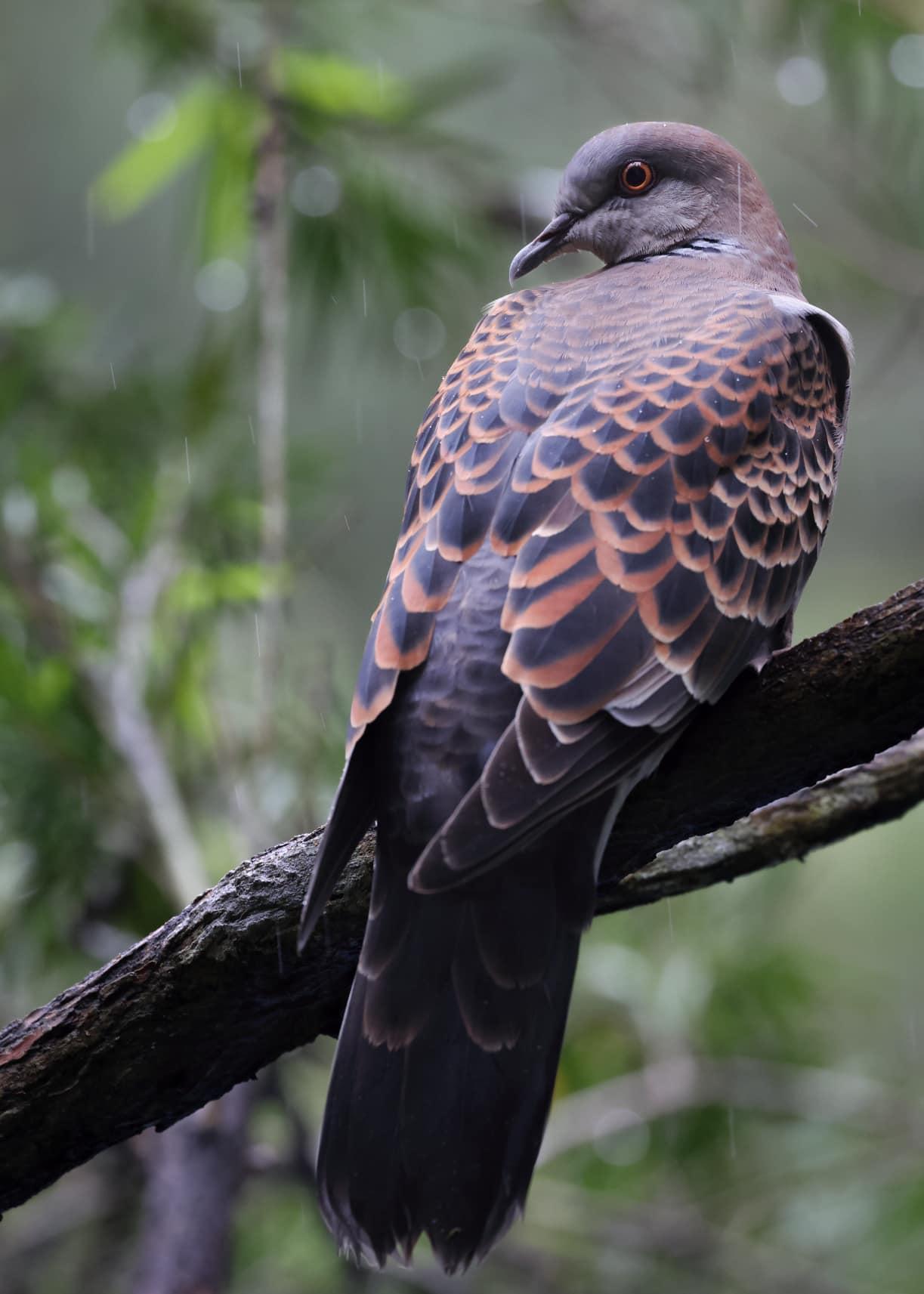 ORIENTAL TURTLE DOVE