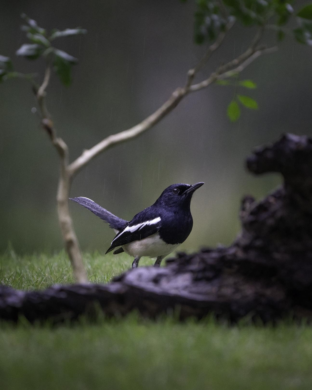 ORIENTAL MAGPIE-ROBIN