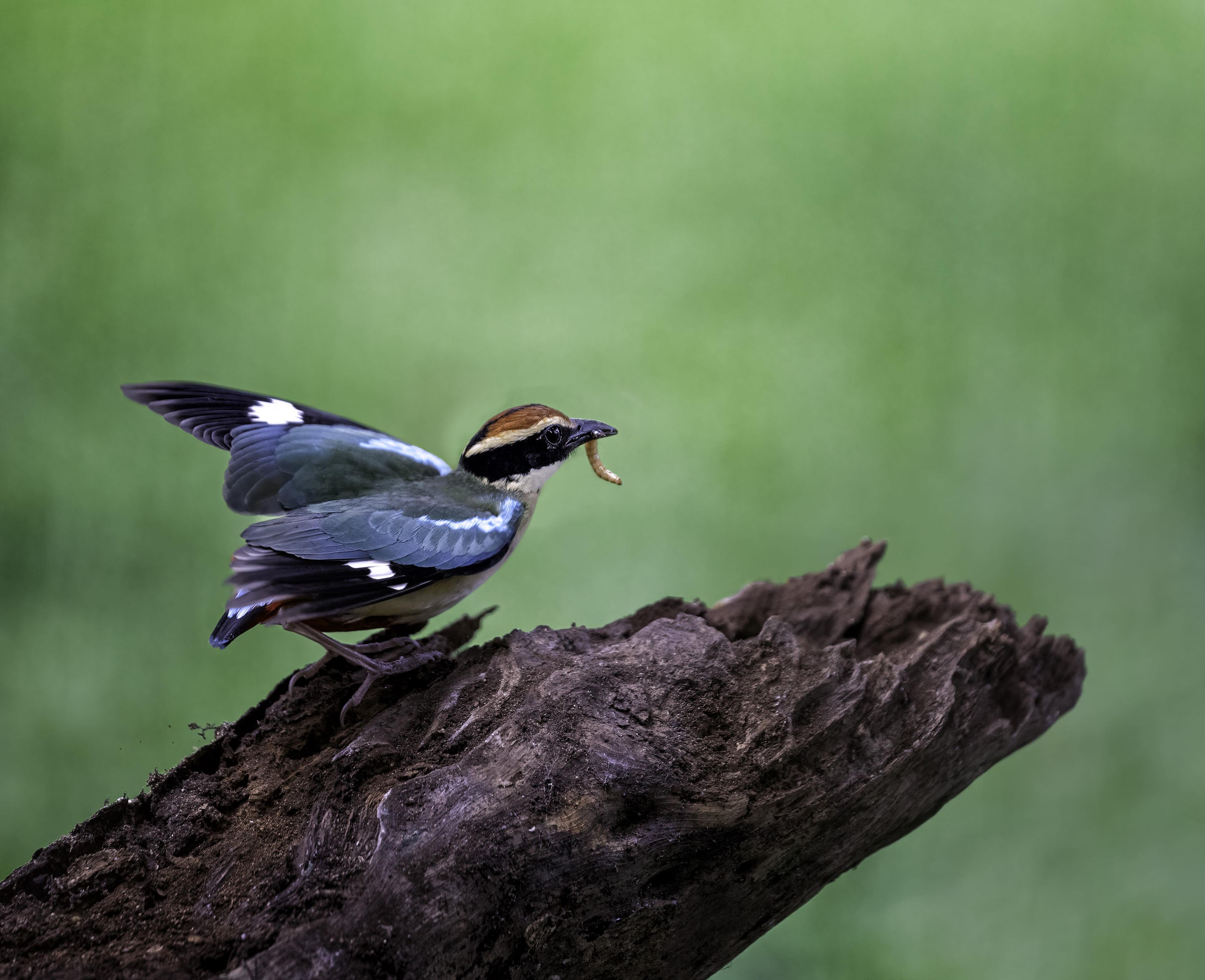 Birds at Angsana Lang Co