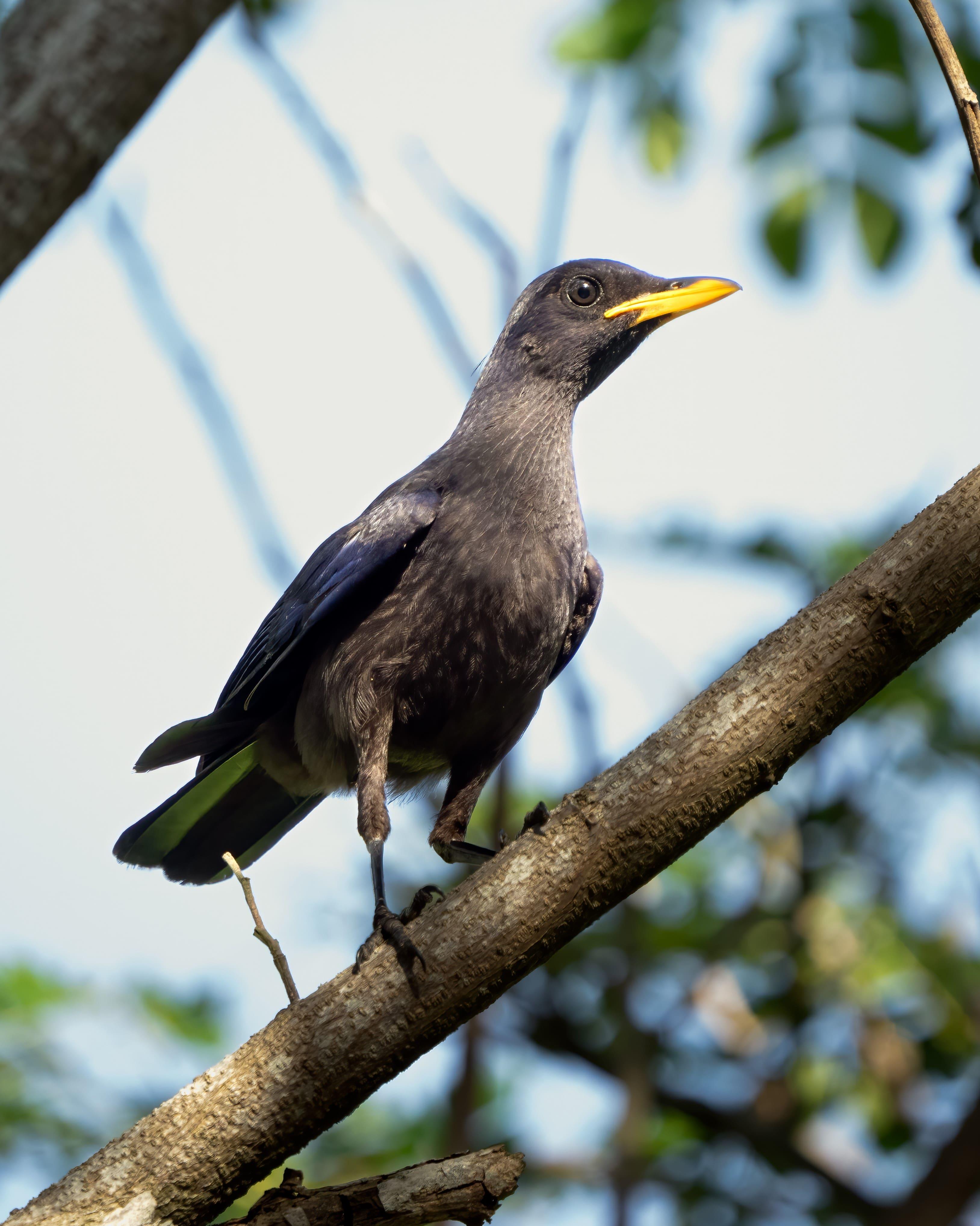 COMMON BLACKBIRD