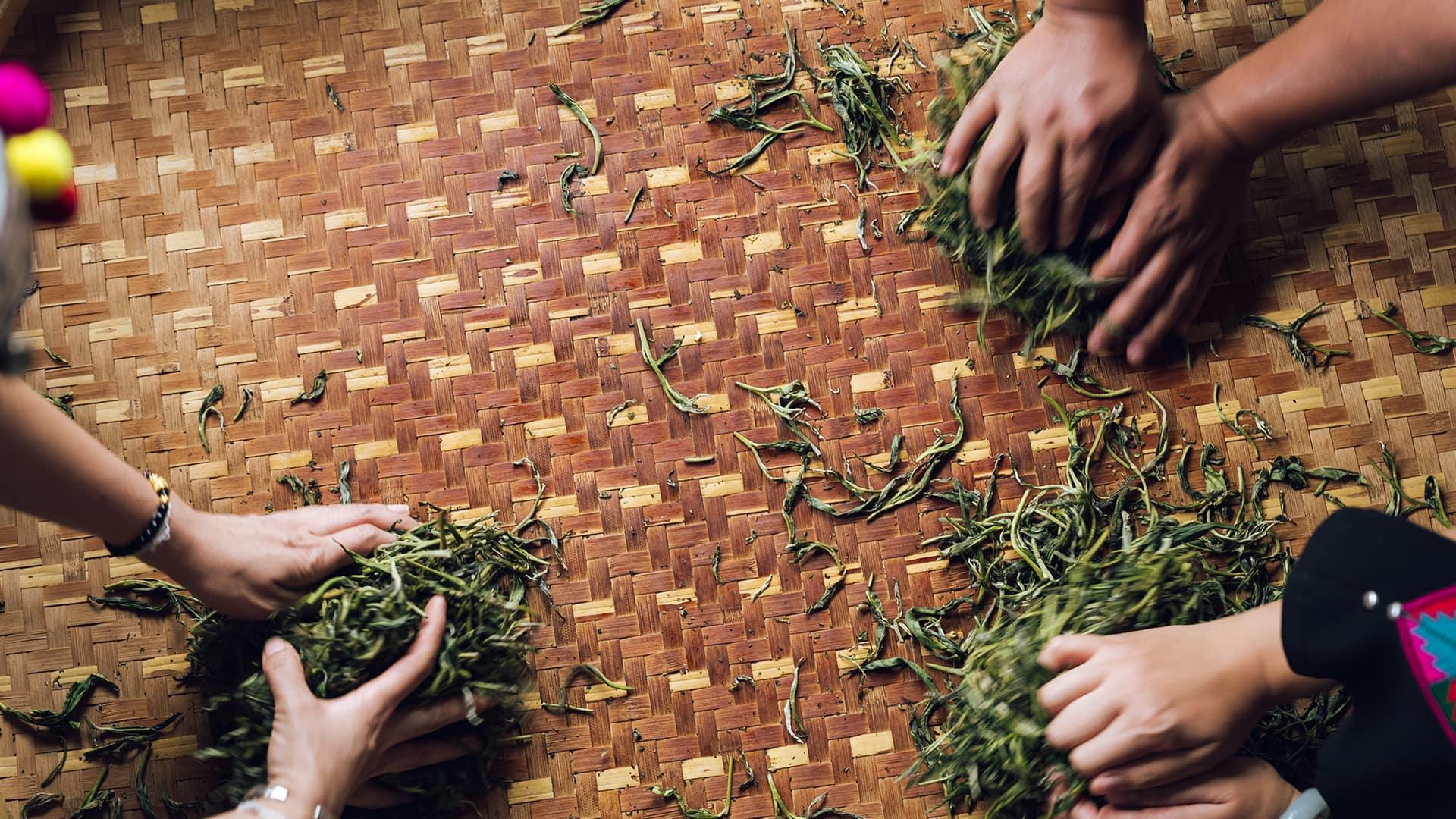 Tea Picking 2