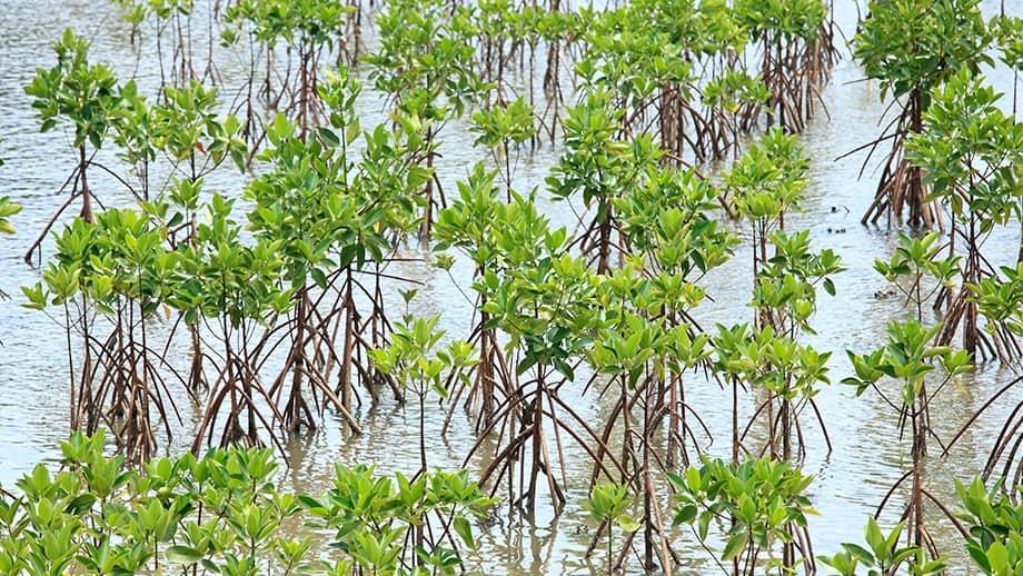 Minh Chau Beach and Mangrove Forest