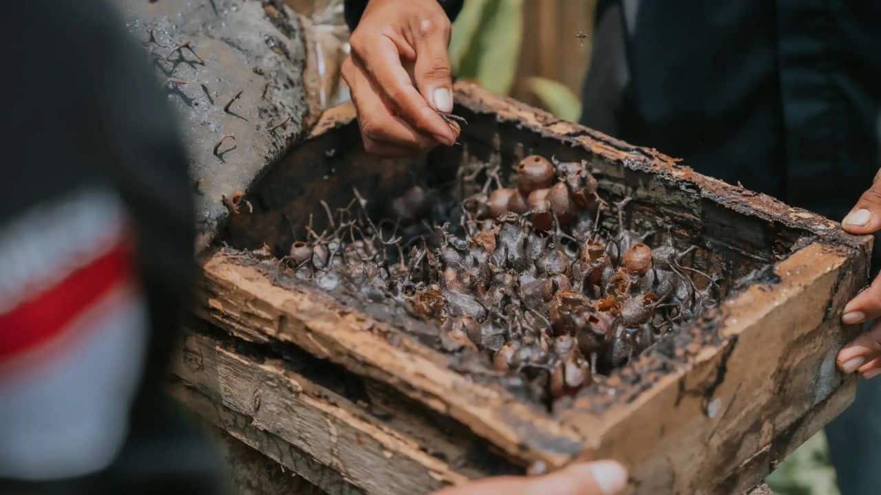 Gudem Bee Farm