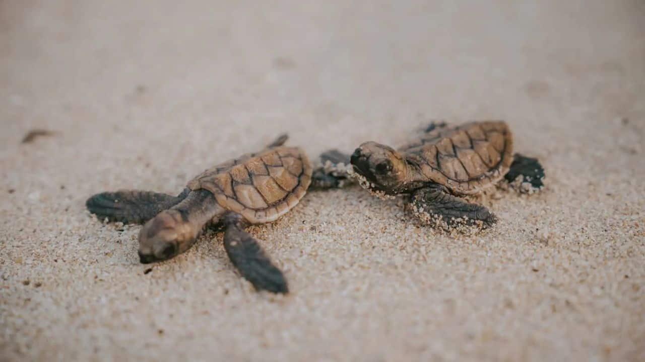 Sea Turtle Release