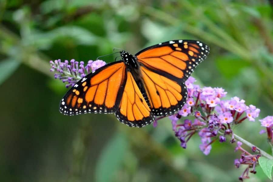anmypn_butterfly
