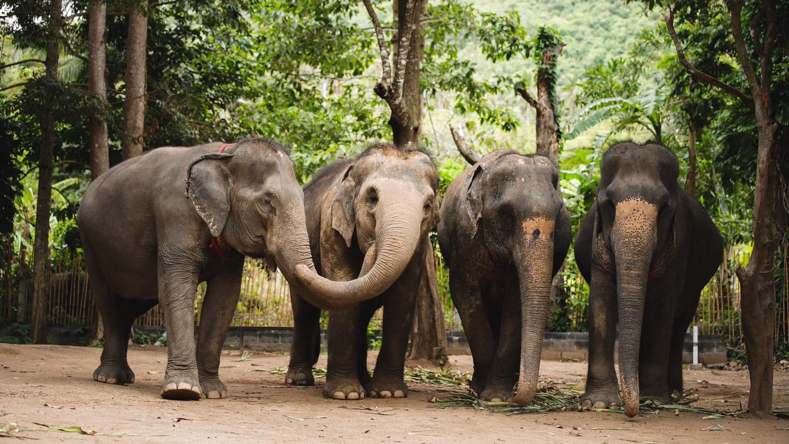 phuket-elephant-sanctuary.jpg
