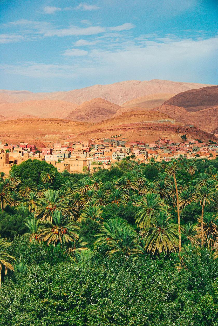 morocco palms