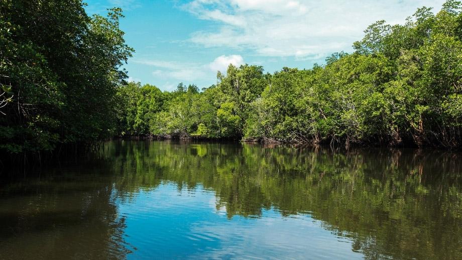 mangrove bintan