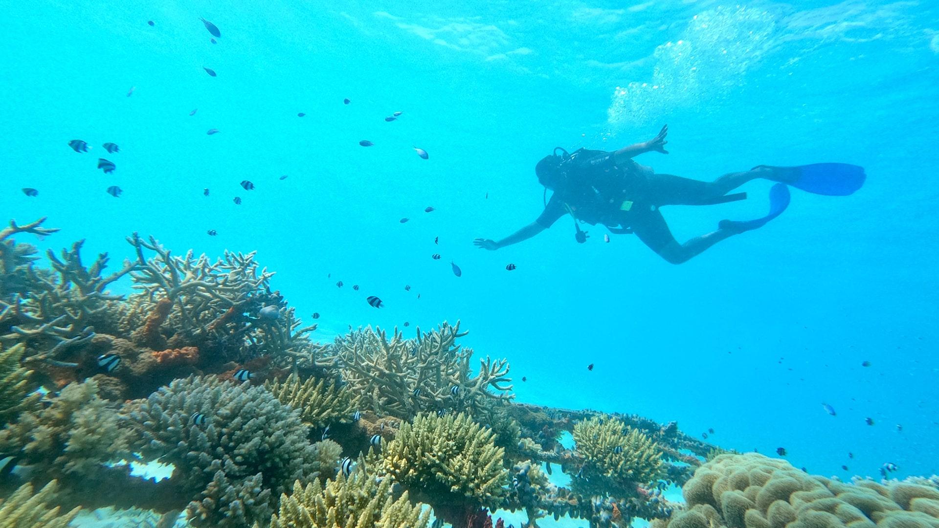 Angsana Velavaru Maldives Diving near Coral Reef