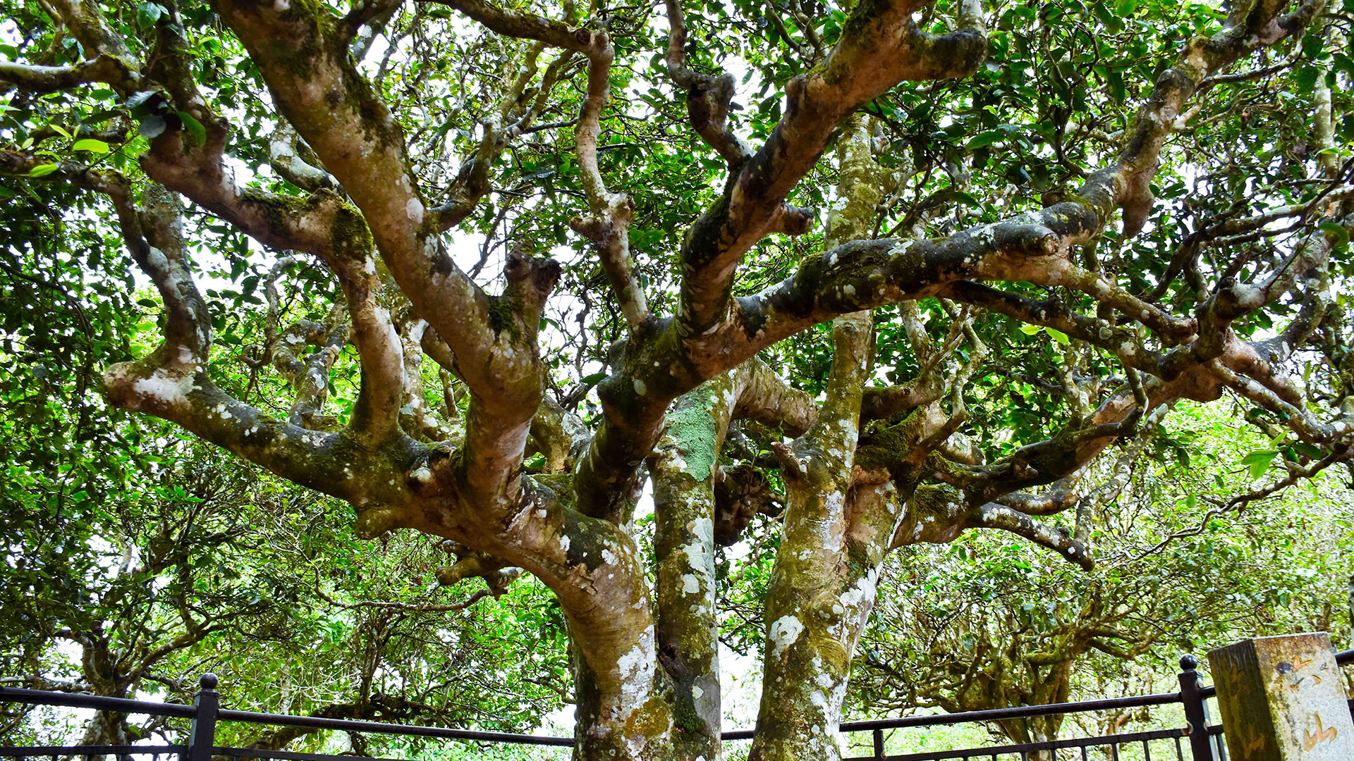 Angsana Xishuangbanna China Tea Mountain Exploration & Tours