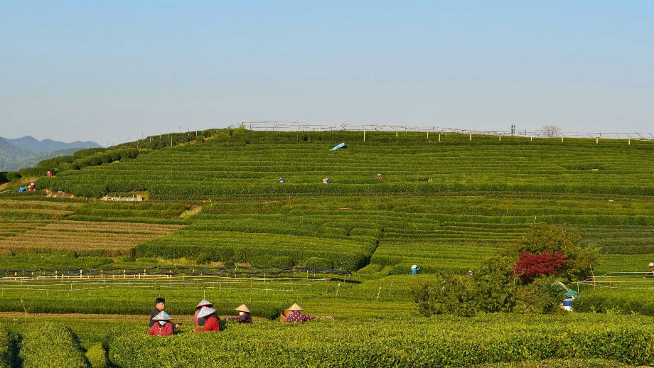 exp2-3_longjing_tea_village_920x518.jpg