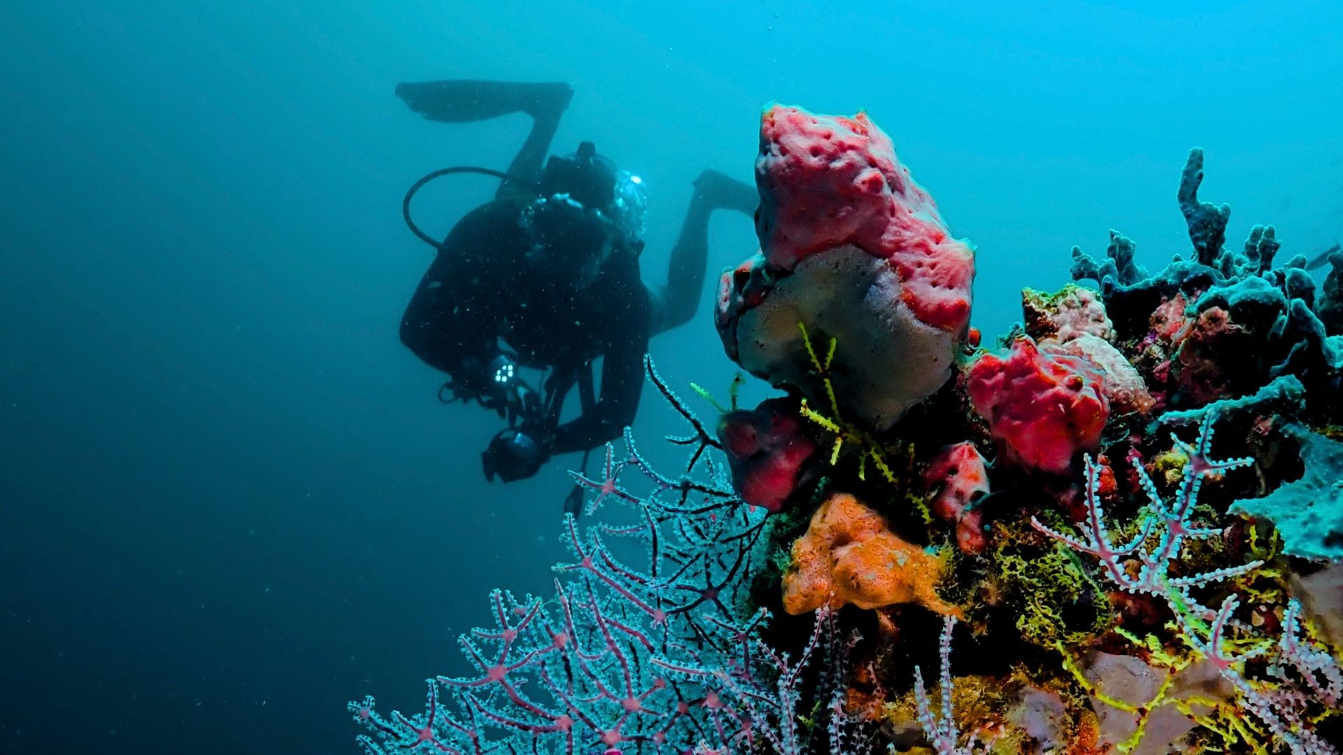 Angsana Velavaru Maldives Activities Dive