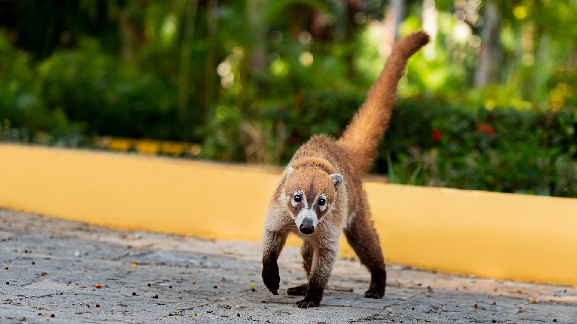 Coati walking on stone path, lush gardens of Hacienda Xcanatun, Angsana Heritage Collection.