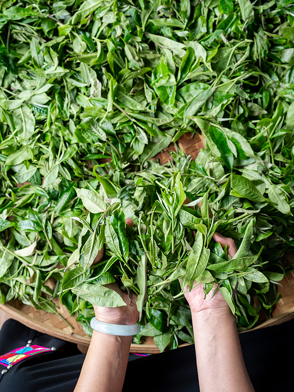 Tea Picking