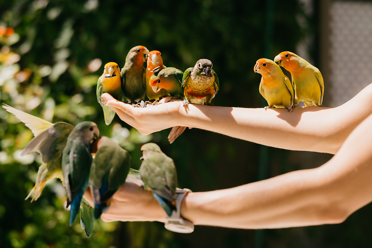Angsana Velavaru - Bird Feeding