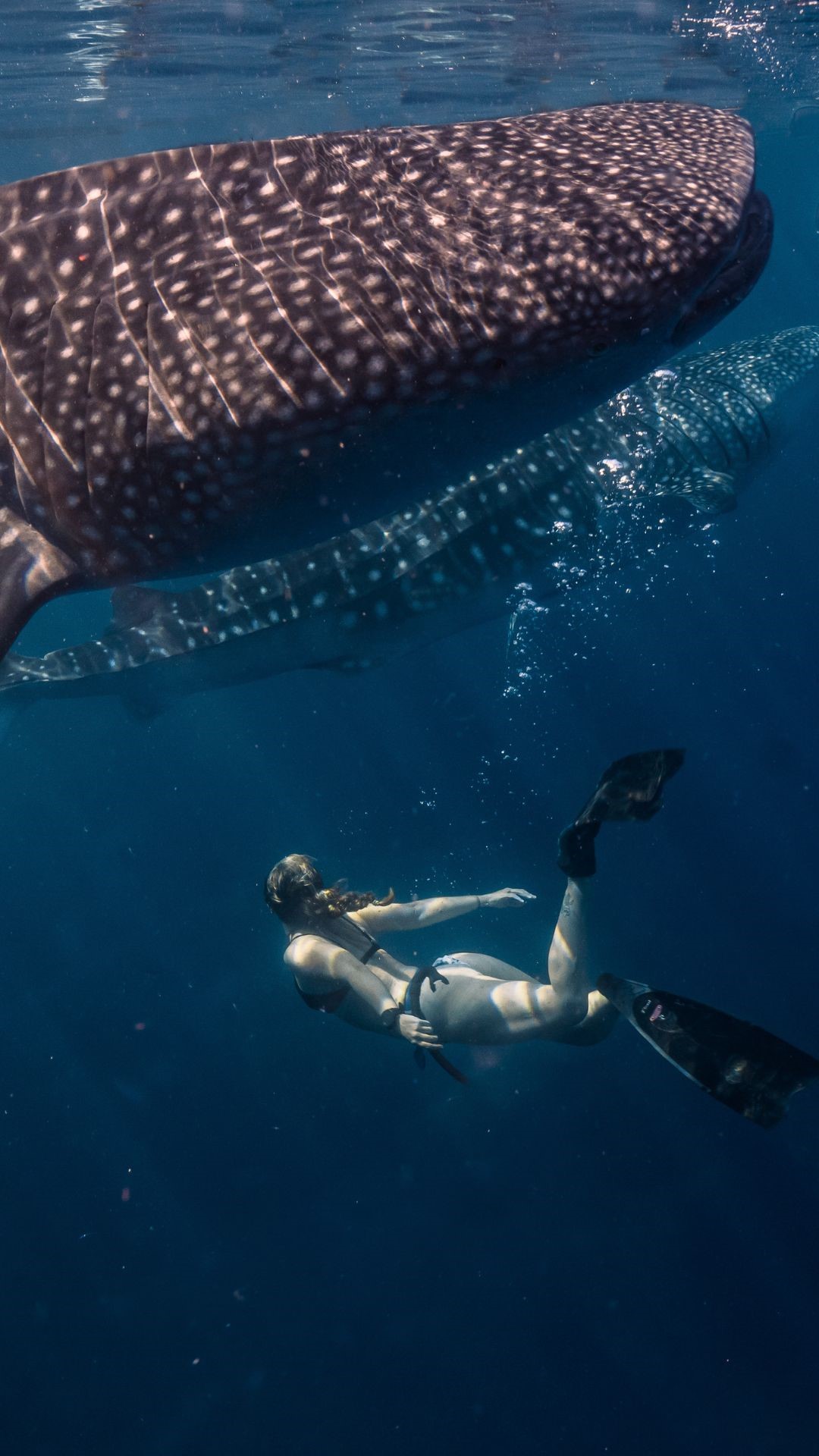 Velavaru In to the Blue