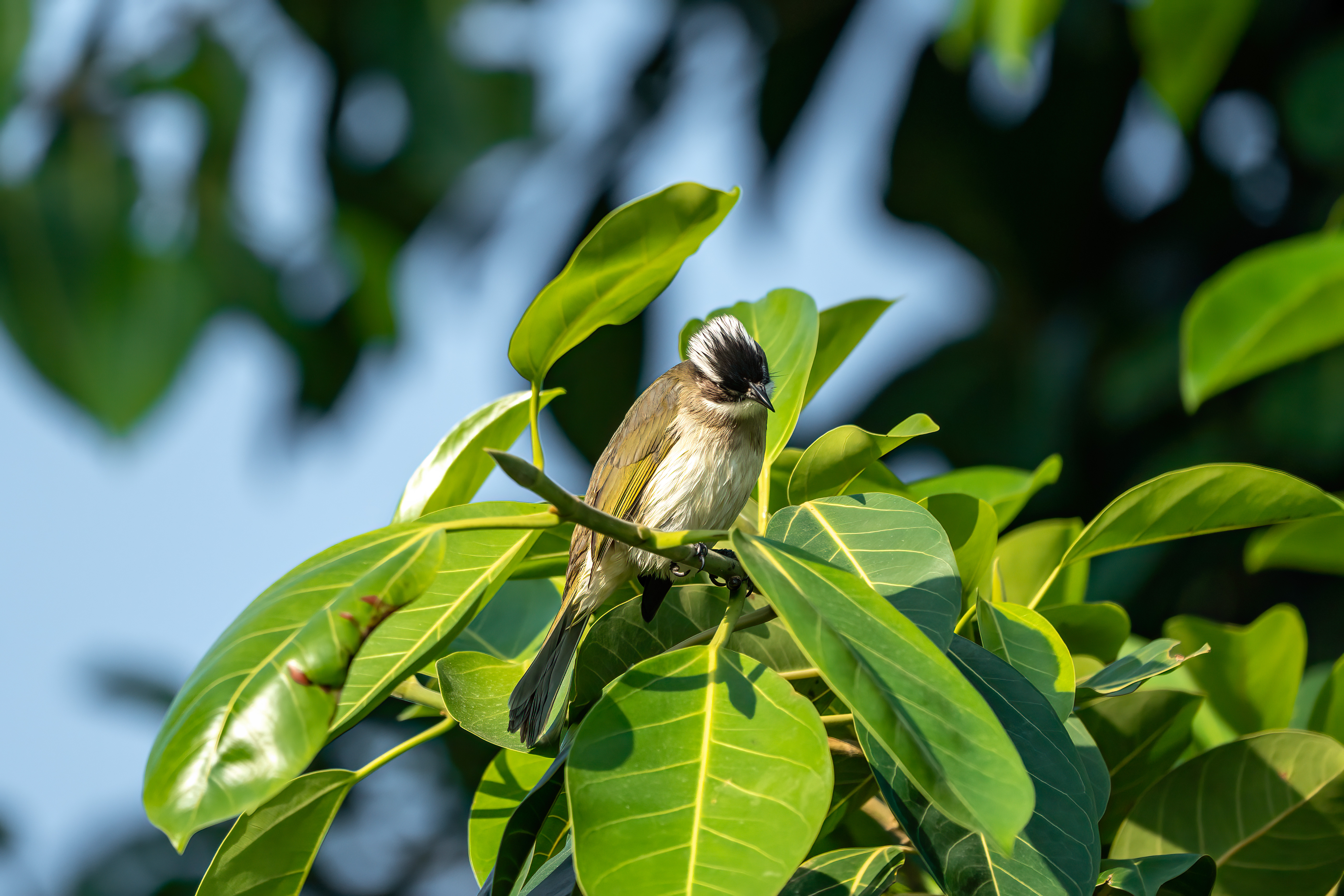 STAY FOR GOOD
