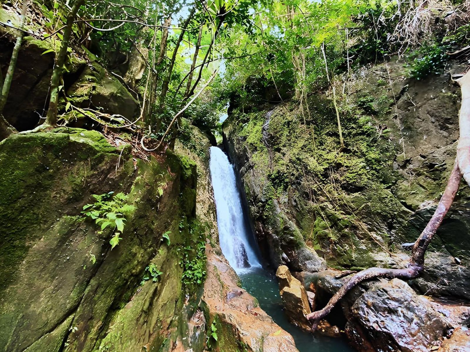 angsana-laguna-phuket-unfold-phuket-jurassic-rain-forest