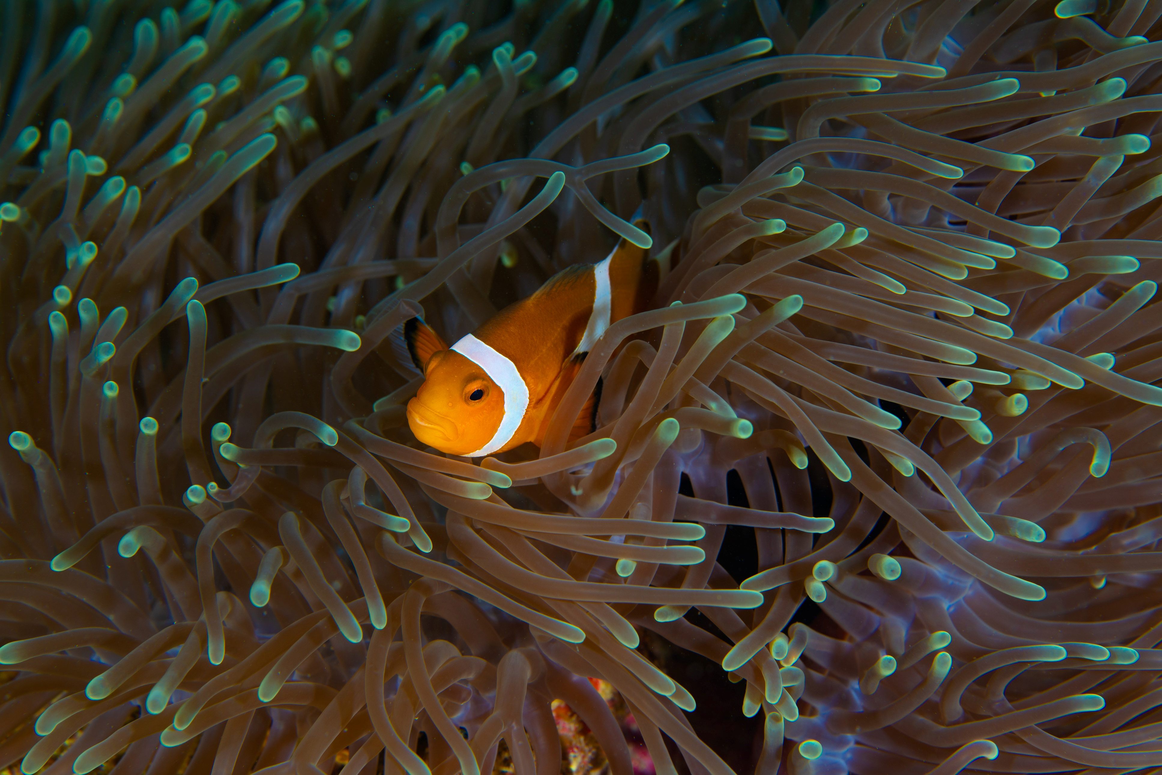 Angsana Teluk Bahang clow fish in coral reef